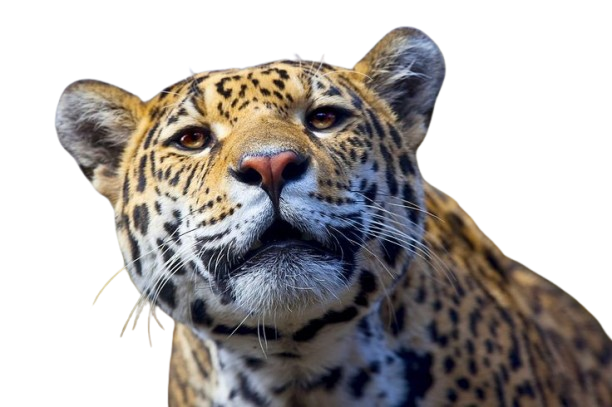 Jaguar Real
